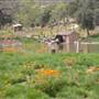 Windy Hill Ranch - El Campeon Farms