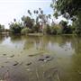 Los Angeles County Arboretum