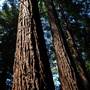 Pfeiffer Big Sur State Park (SP)