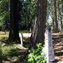 Foresthill