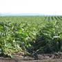 Castroville