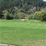 The Quail
