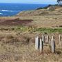 Navarro Point Preserve and Coastal Trail