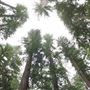 Montgomery Woods State Natural Reserve (SNR)
