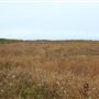 Haul Road Coastal Trail (MacKerricher State Park)