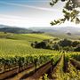 Kunde Family Winery