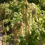 Luther Burbank Home & Gardens