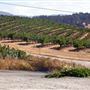 Raymond Burr Vineyards - Deer Creek Valley