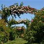 The Russian River Rose Company