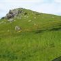 Tomales Rd