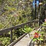 Van Damme State Park (SP) / Beach / Pygmy Forest / Fern Canyon Trail / Spring Ranch Trail