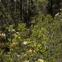 Van Damme State Park (SP) / Beach / Pygmy Forest / Fern Canyon Trail / Spring Ranch Trail