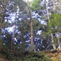 Little River Blowhole Trail