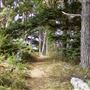 Little River Blowhole Trail