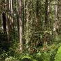 Van Damme State Park (SP) / Beach / Pygmy Forest / Fern Canyon Trail / Spring Ranch Trail