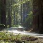 Navarro River Redwoods State Park (SP)
