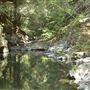 Jackson Demonstration State Forest Camp 20 Recreation Area