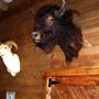 Two Dogs Saloon