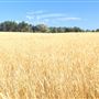 Historic Barns at Spring-Ranch Preserve located in Van Damme State Park (SP)