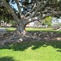 Alondra Community Regional Park