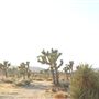 Joshua Tree Garden / Joshuatreezone19