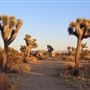 Joshua Tree Garden / Joshuatreezone19