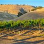 Oreana Winery & Vineyard - Fisco