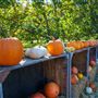 Julia's Fruit Stand
