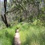 Black Swan Trail