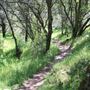 Black Swan Trail