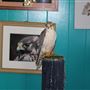 West Coast Falconry