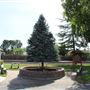 Wheatland