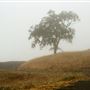 Austin Creek State Recreation Area (SRA)