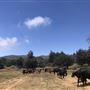 Garbani Ranch