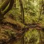 Mailliard Redwoods State Natural Reserve (SNR)