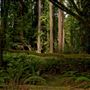 Mendocino Woodlands State Park (SP)
