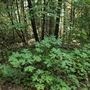 Reynolds Wayside Campground State Park (SP)