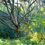 Twin Lakes State Beach (SB) / includes Blacks Beach