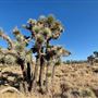 Carr Canyon Ranch
