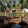 The Painted Turtle Camp