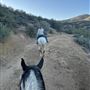 Animal Party Rescue and Sanctuary