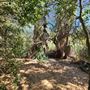 Franklin Canyon Park - Santa Monica Mountains Conservancy - SMMC