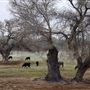 Kemper Campbell Ranch