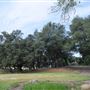 Olive Ranch