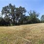 Olive Ranch