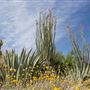 The Living Desert Zoo and Botanical Gardens