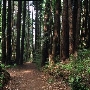 Henry Cowell Redwoods State Park (SP)
