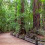 Henry Cowell Redwoods State Park (SP)