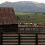 Rankin Ranch - California Cattle & Guest Ranch
