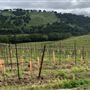 Halter Ranch